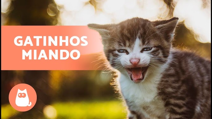 Gato miando - Som de gato miando - miados de Gato - Video de gatos  engraçados e loucos, Gatos 