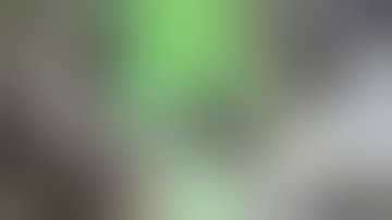 March 22 2017 - Hedging Bets and Companion Plants