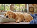 12 Hours Dog Calming Music 🎹 Dog Music - Deep Sleep Music For Dogs With Smooth Silent Drift