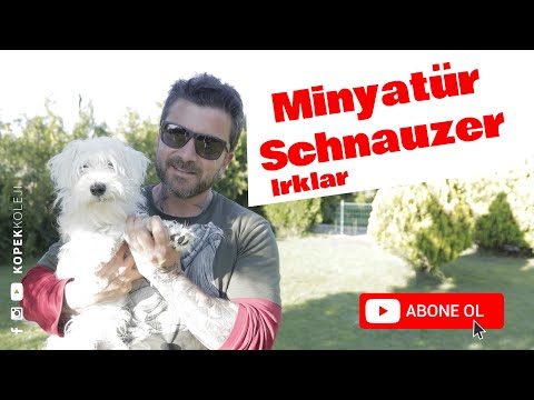 Video: Schnauzer'inizden nasıl zevk alabilir ve problemleri nasıl önleyebilirsiniz?