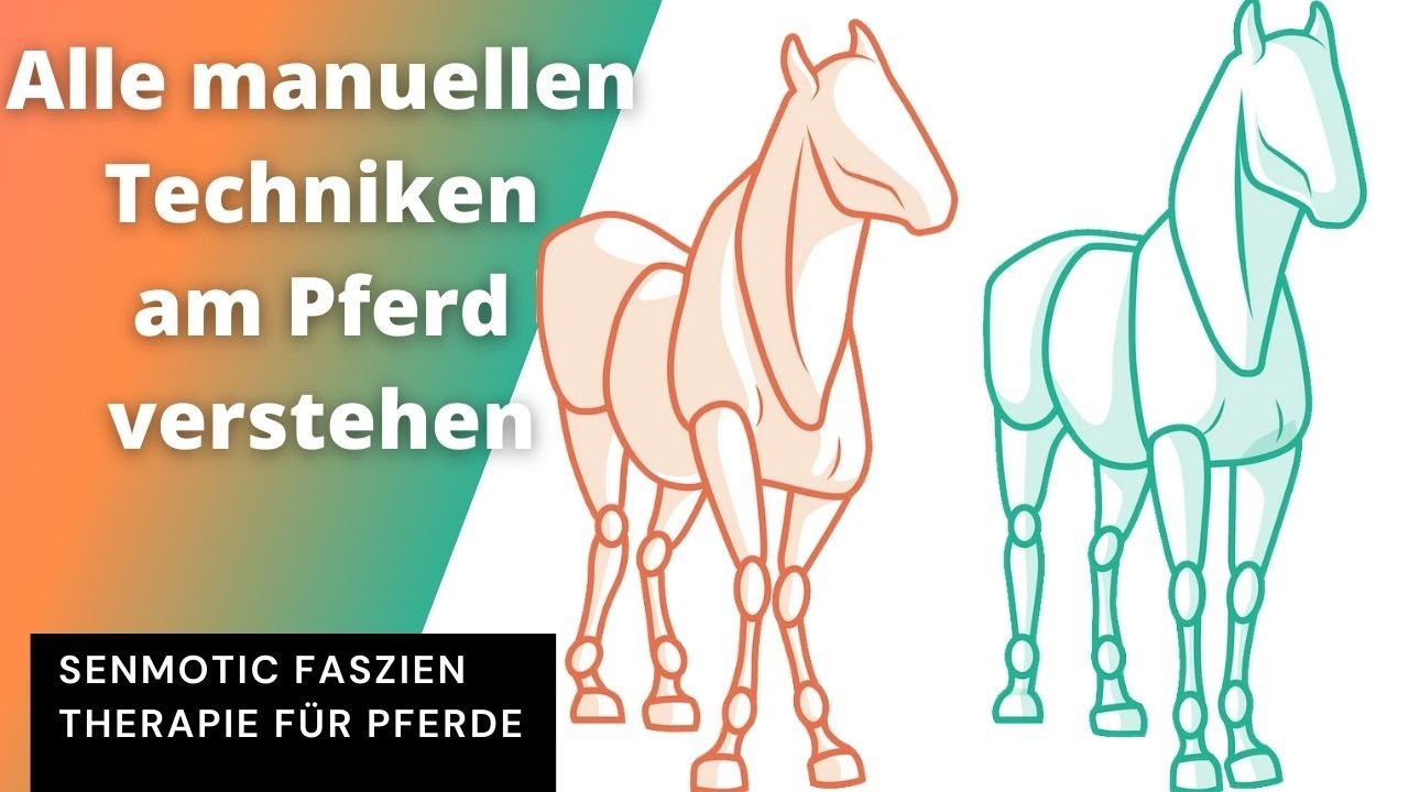 5 Übersicht über manuelle Techniken am Pferd - Faszien Therapie für Pferdee