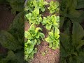 simple smart tool for loosening lettuce fields #shorts #gardening #farming
