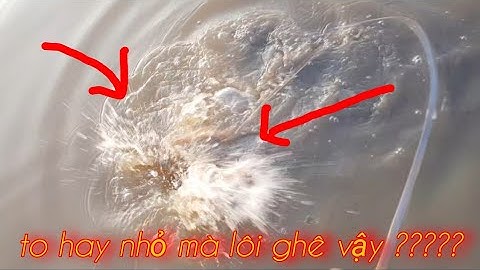 cắm câu cá lóc mồi nhái cá dính liên khúc ll cắm câu cuối lũ ll catch fish ll phần 2