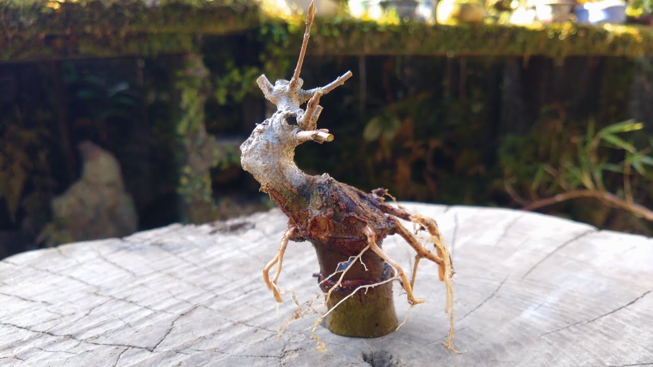 呼び接ぎ（回し接ぎ）に取り木 で2分割！楓の素材作り2022年からの記録 ♯631