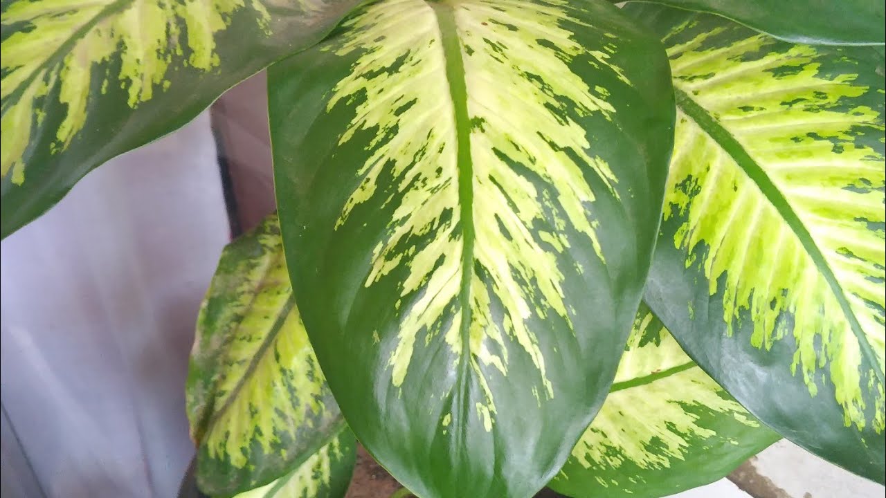 como cuida da planta comigo ninguém pode com sucesso