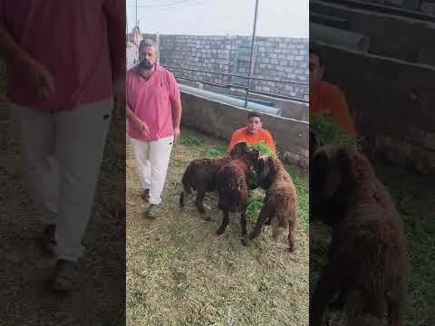 عاايز يبيعهم من وري ابوه تااابع01065811703  01204328217