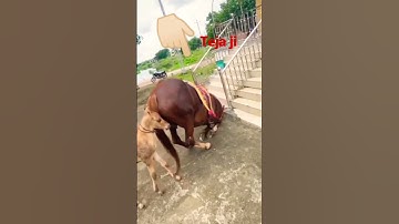 teja ji maharaj ki leelan namaskar karte huye #shorts #tejaji #tejajisong#video #viral #shortvideo