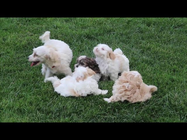 Peanut video thumbnail