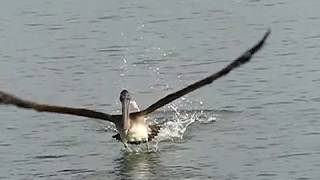 Brown Pelican takes off