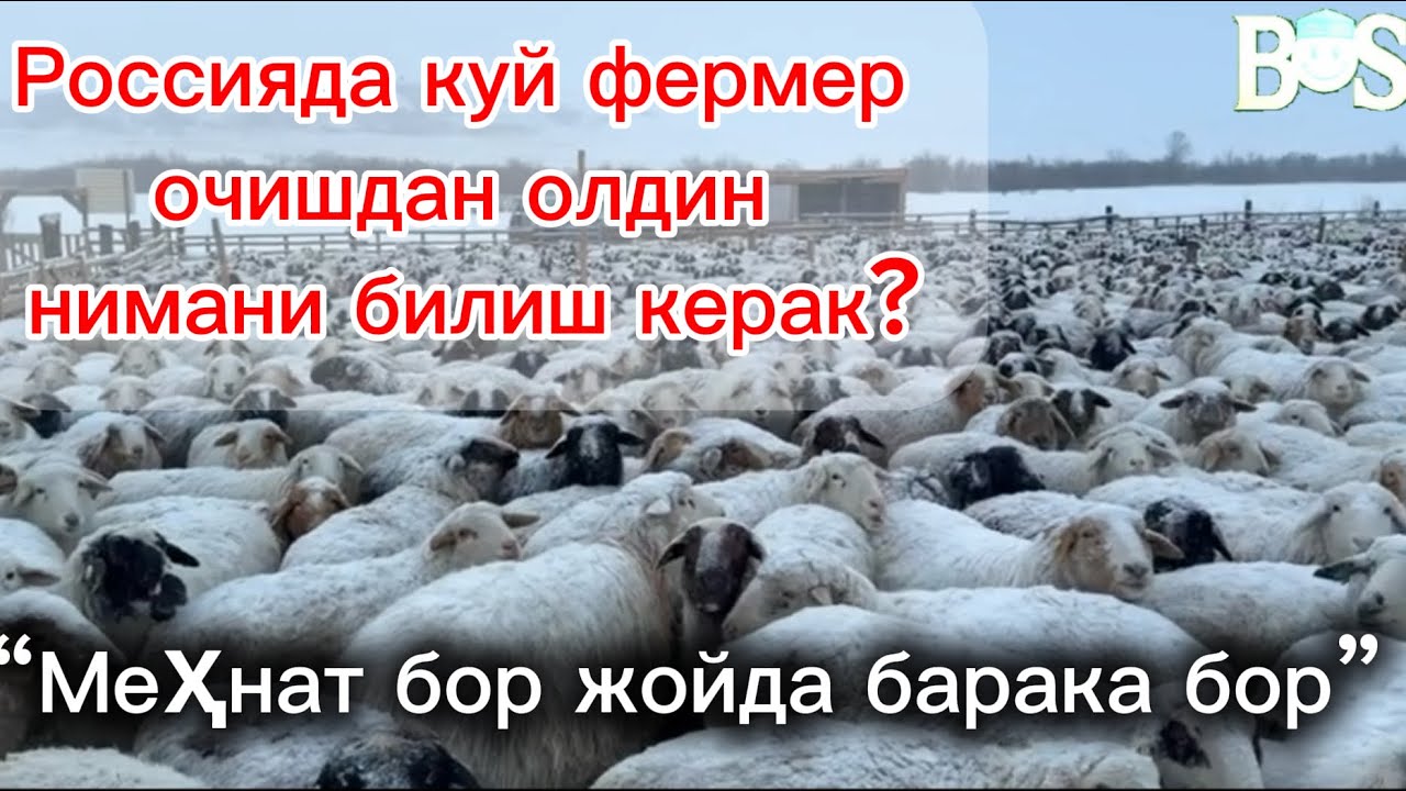 “Сибирда фермер нималарга эътибор бериши керак?”#рекомендация #чорвачилик #ферма 