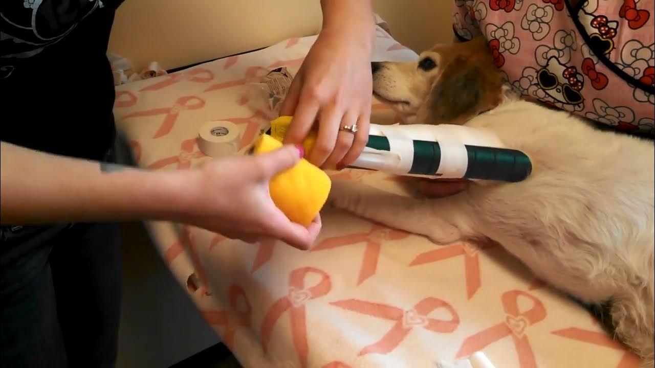 How to Apply a Spoon Splint on a Dog's Front Leg Dog First Aid