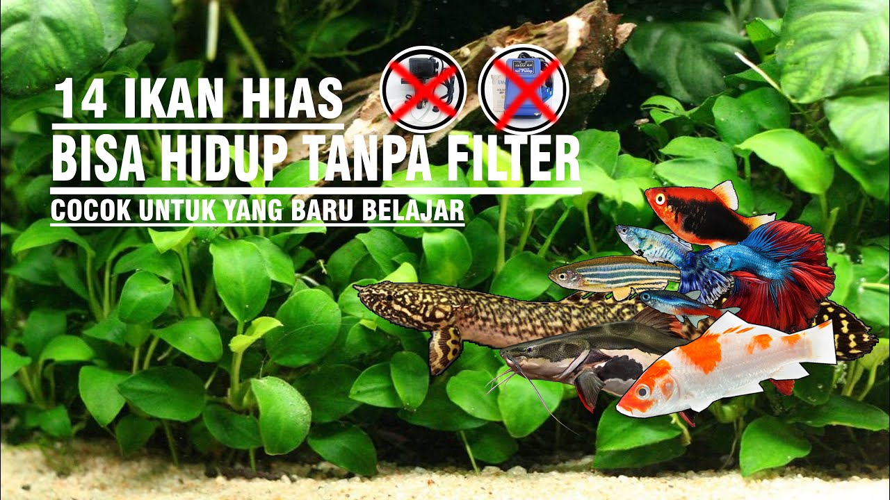 Ikan Hias yang Mampu Hidup Tanpa Filter (Syarat dan Jenisnya)