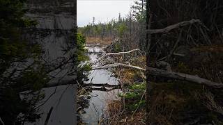 Missing Thumbnail