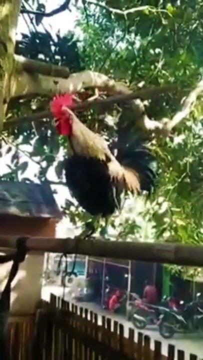 Ayam ketawa durzam