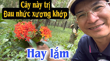 Cây này trị Đau nhức Xương Khớp Hay lắm . PHAN HẢI Channel