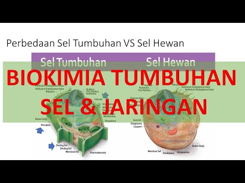 Video: Apa yang menyimpan biokimia membantu pertumbuhan tanaman?