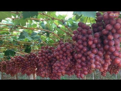 Video: Grape Seedlings Grown In The Leningrad Region