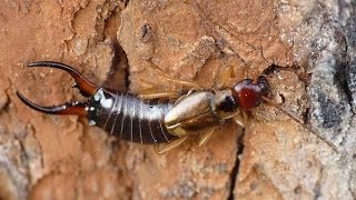 Уховертка обыкновенная (самец)