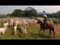 ELAS VENCERAM UM PERÍODO DE SECA CRUEL! Trocando de pasto.