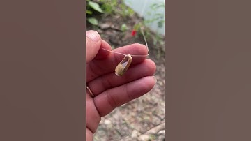 Cách làm lưỡi câu thời tiền sử