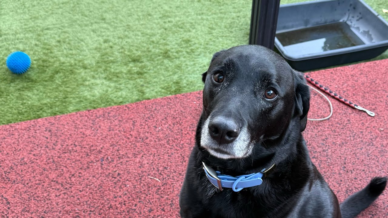 How do you discipline a dog for peeing?