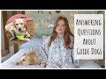 How Are Guide Dogs Trained? Guide Dogs Q&A | Fashioneyesta