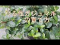 つる性ガジュマル（フィッカス シャングリラ）の育て方