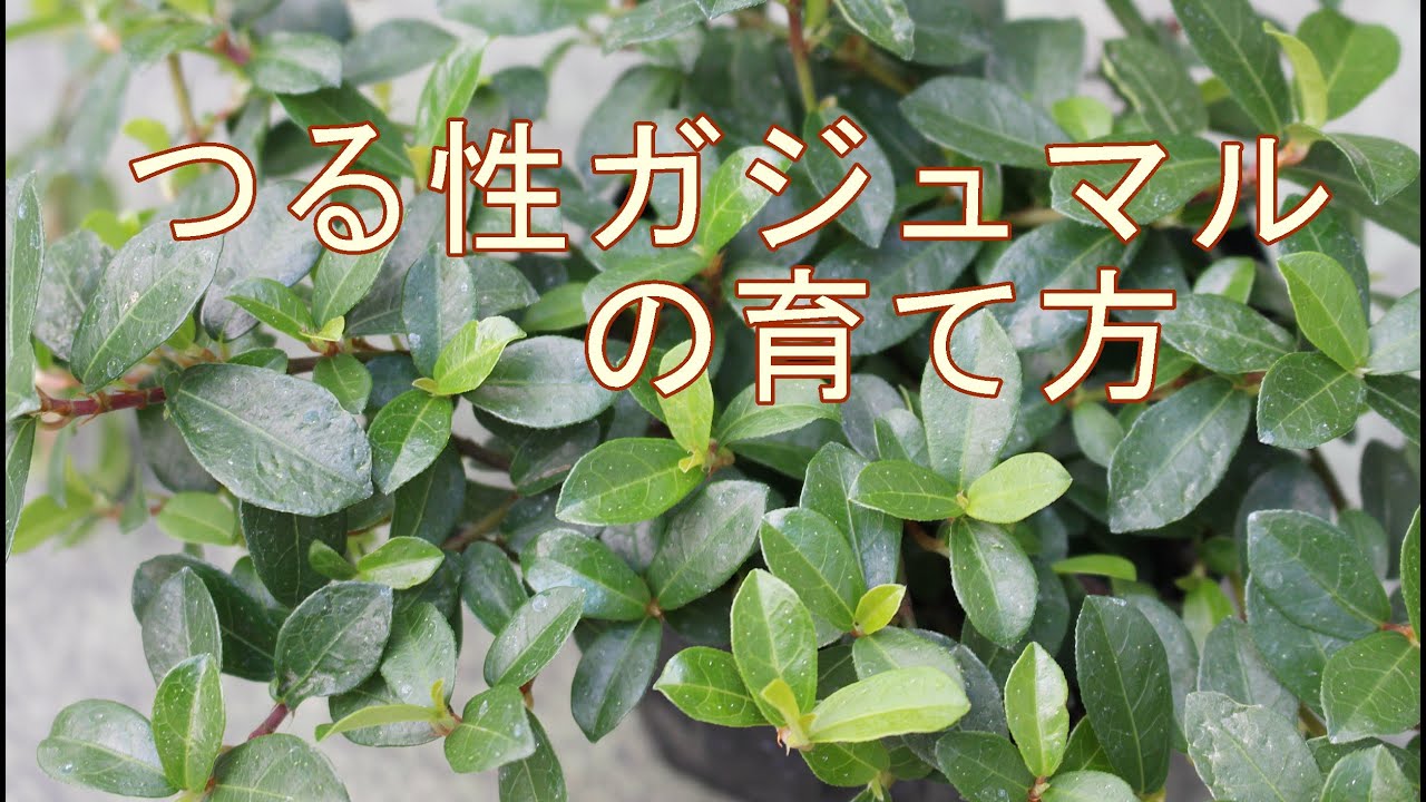 つる性ガジュマル（フィッカス シャングリラ）の育て方 - YouTube