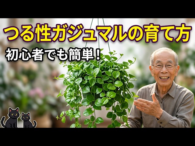 つる性ガジュマル（フィッカス シャングリラ）の育て方 - YouTube