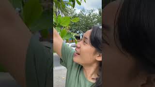 Ada Yang Pernah Coba Buah Ketapang Muda?