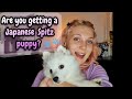 Are you getting a Japanese Spitz Puppy? の動画、YouTube動画。