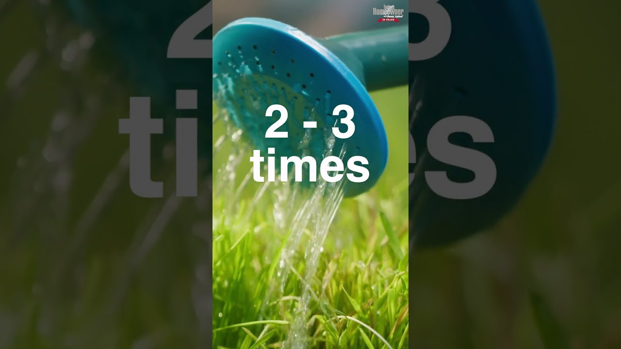 Сколько, как часто и когда поливать газон