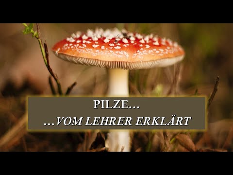 Video: Wie Sieht Der Valui-Pilz Aus?