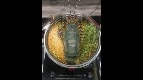 Tắm cho con Tôm ALaca