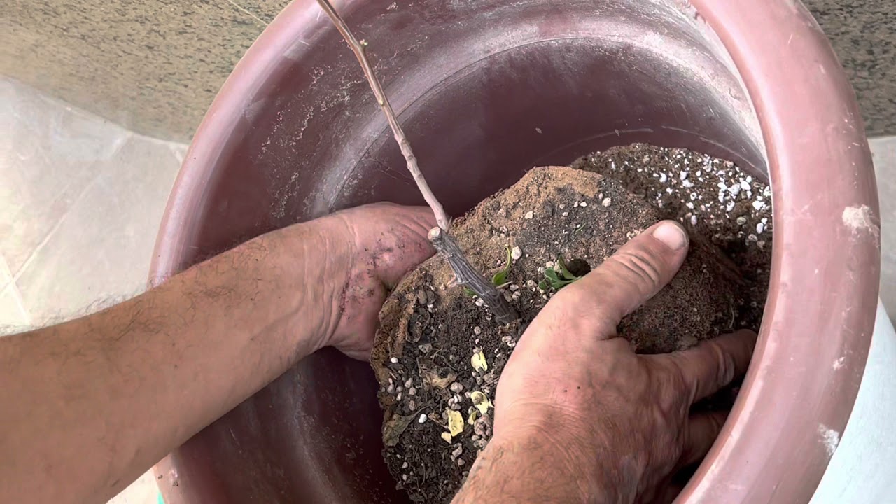 كيف تزرع جهنمية ملونة بارخص الاسعار