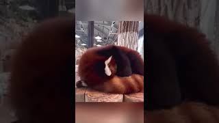 Red Panda Sleeping With Its Tail😍😍 #Pets #Cute #Shorts #Redpanda #Animals