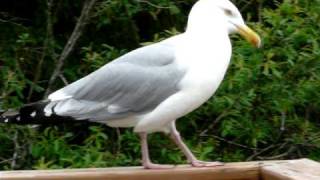 Cawing Seagull