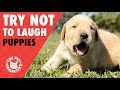 Try not to laugh  funny puppies compilation 2017