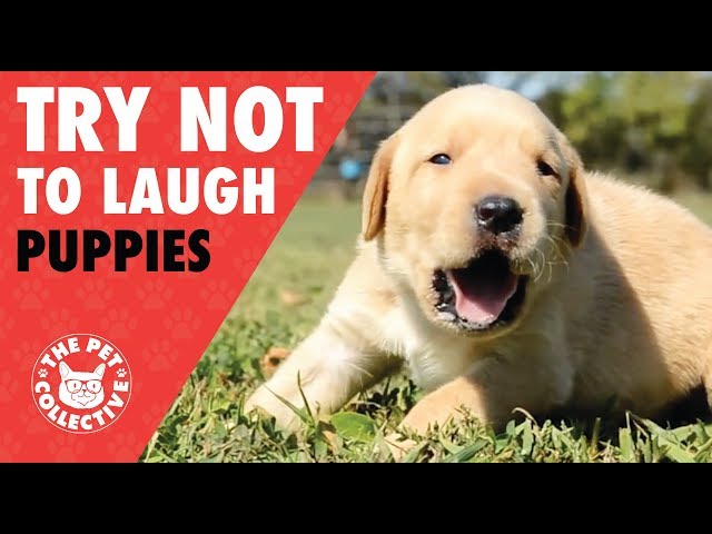 Try Not To Laugh | Funny Puppies Compilation 2017