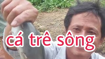 Bình Vlog câu cá trê sông