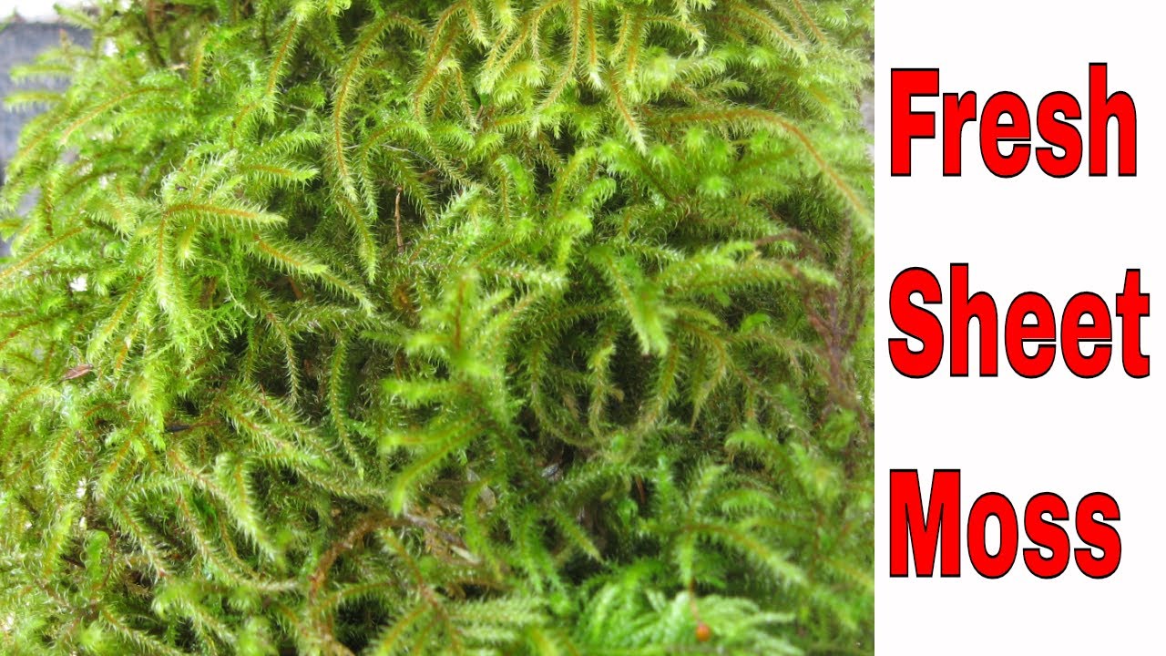 Live Sheet Moss, 40x25x10 (4 layers), Flat moss