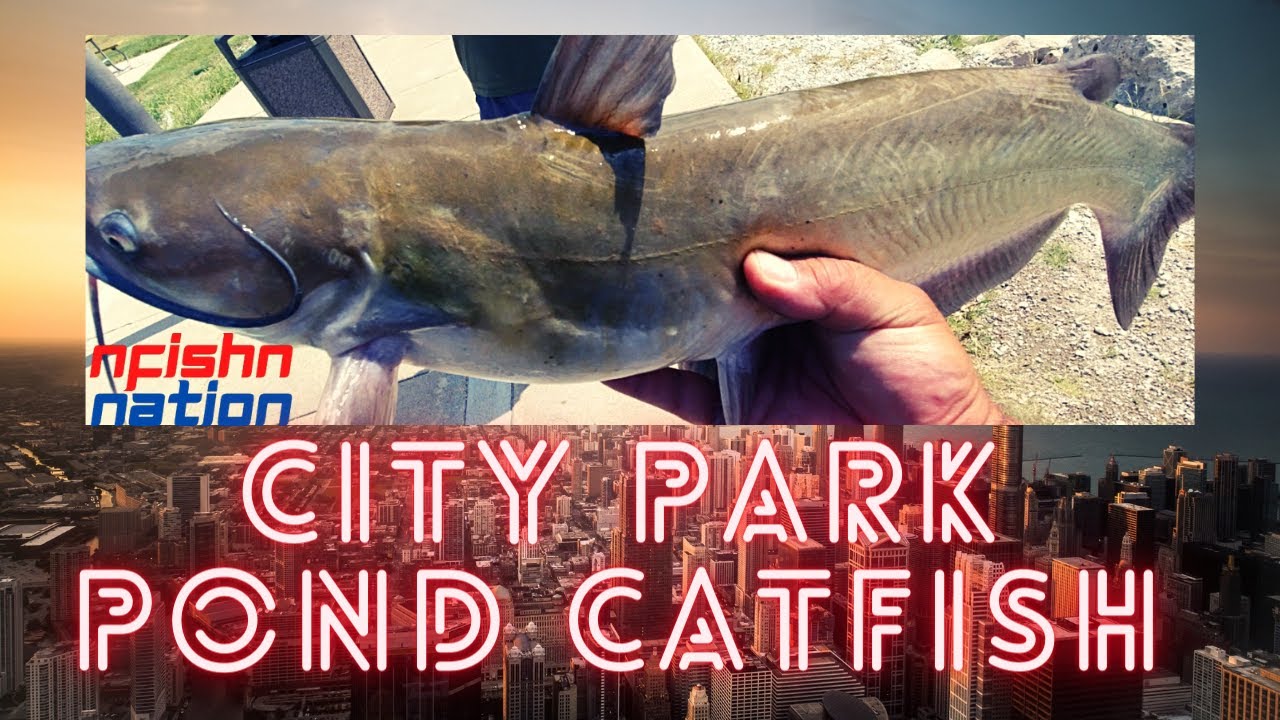 City Pond Fishing For Catfish And Carp Catfishing Fishing Challenges