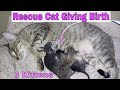 Rescued Stray Cat giving birth to a 3 kittens |A quite delivering| First time!