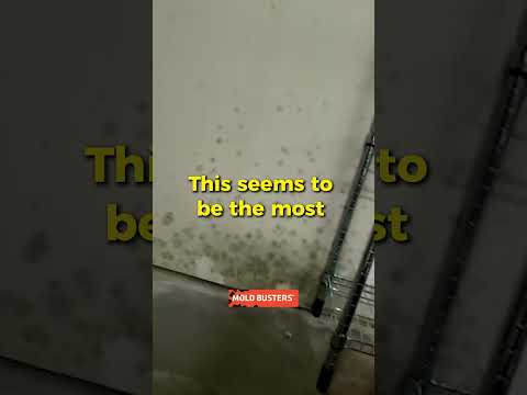 Black Mold on