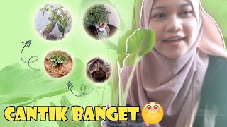 Tanaman Hias Cantik Cantik Banget - Cocok Banget Buat Memperindah Rumah 