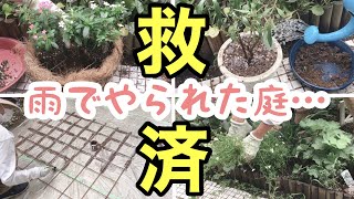 【雨でやられた庭を救え】 / ドロドロに溶けたら…根腐れしたら / オダマキ種まきは今 / フェンスDIY / 極小輪ニチニチソウ「フェアリースター 」植え付け【ガーデニング】