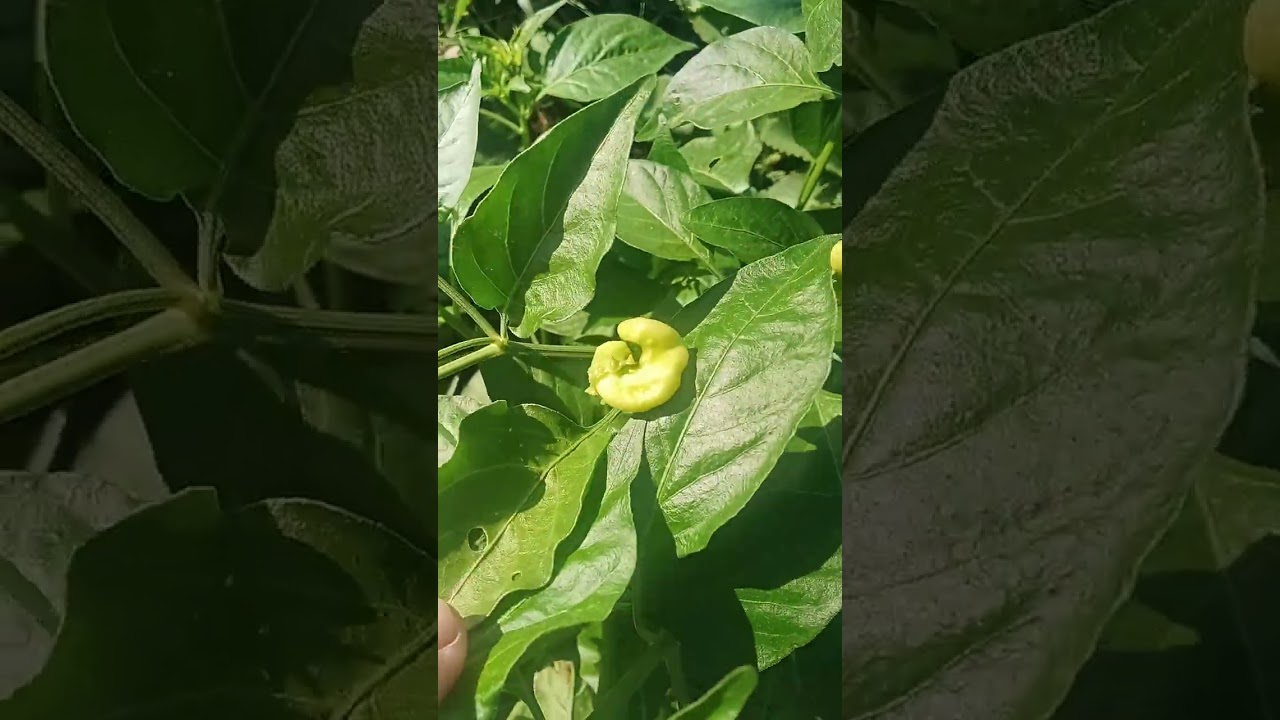 ดูผลงานเกษตรมือใหม่ คือเป็นแบบนี้น้อ...งงแท่ๆ