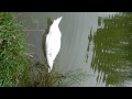 Cygnes du lac daumesnil paris septembre 2011  465 