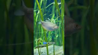 Underwater University: Wonder of Water @sheddaquarium