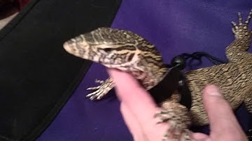 Most Docile lizard. Buddy the Nile monitor.